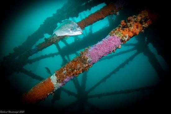 Adelaide proving to be very successful dive site Adelaide proving to be very successful dive site